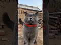 #funny #cat #1millionviews #viralvideo #viralshorts #trending #trendingshorts #ytshorts