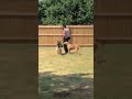 Dog Sitters in College Station | K9 Sensei Dog Training Dog Sitters in College Station | K9 Sensei Dog Training