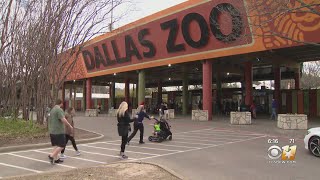 Dallas Zoo reaches capacity right after opening on school holiday