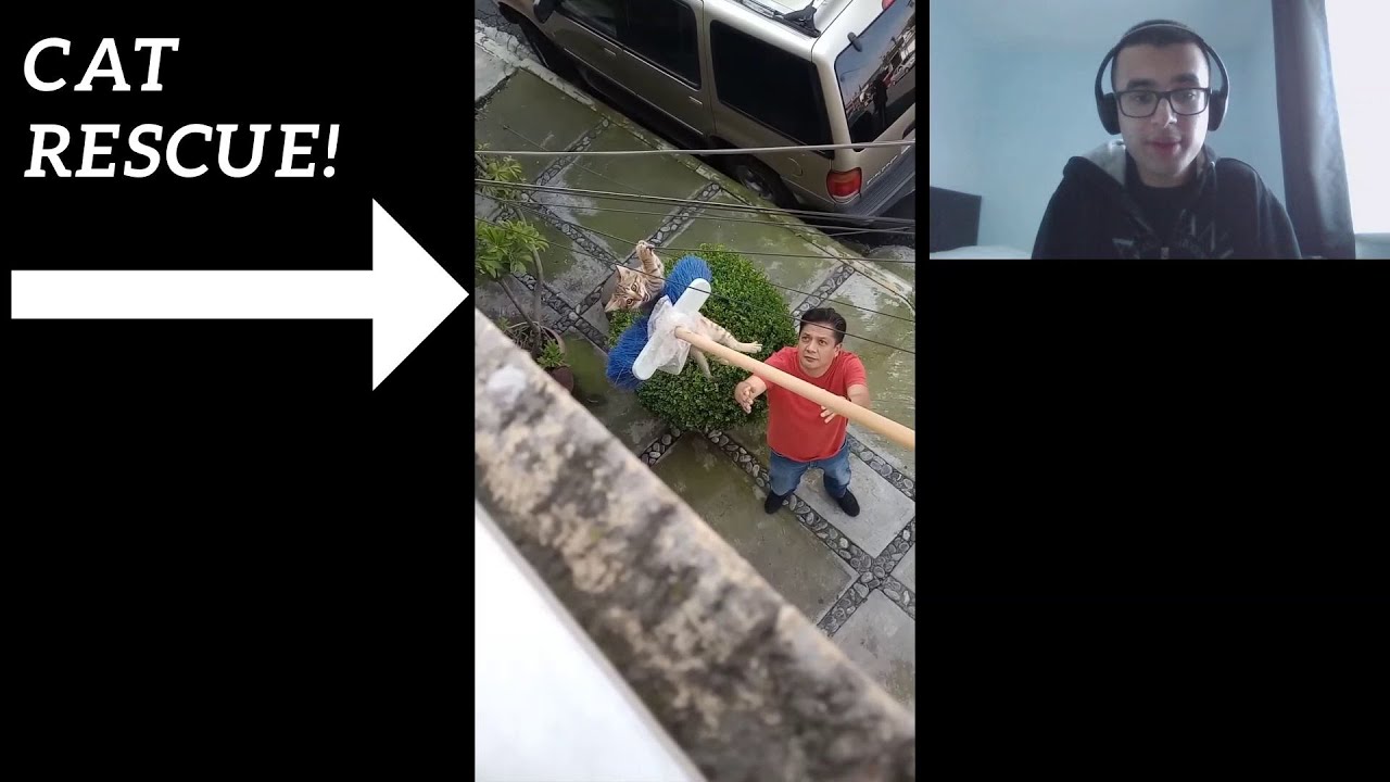 SAVE THE CAT! UNUSUAL MEMES COMPILATION V220 REACTION! YouTube