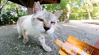 夏バテ気味でも「ちゅ〜るスティック」はペロリと完食するシャム猫