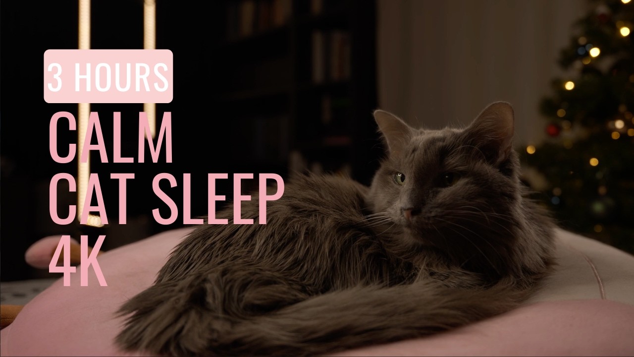 Deep Sleep With Diva 🐾 | 3 HOURS | No Music