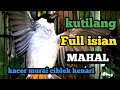 suara burung kutilang kutilang gacor full isian MAHAL,,,!!! kacer