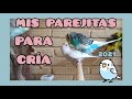 Próximas nidadas | Parejitas para cría | Periquitos Australianos