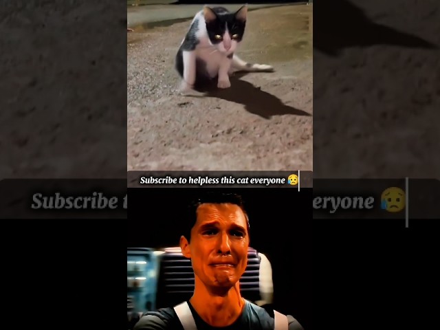 Cat sad moments 😥(pt-147)#pets #shorts