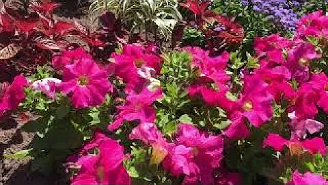 Rosetta McClain Gardens Toronto Canada  (Real Raw Video)