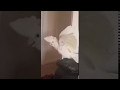 Parrot gets tricked