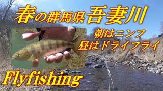 春の吾妻川水系でflyfishing 風まかせ渓流釣行 吾妻川支流 Youtube