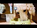 ゆうごはん〜歯磨き【ミニチュアダックスフンド】