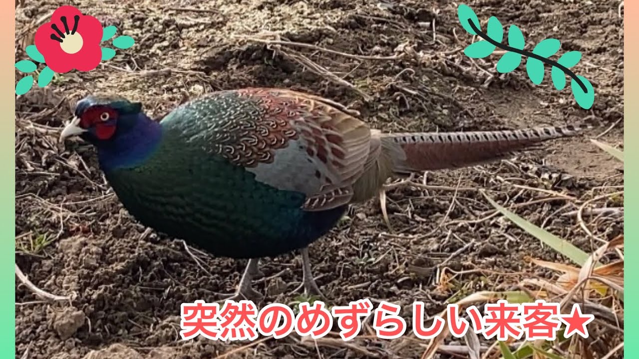 めずらしい来客 突然 我が家に綺麗な雄 のキジがやってきました Suddenly A Beautiful Male Pheasant Came To My House Youtube めずらしい来客 突然 我が家に綺麗な雄 のキジがやってきました Suddenly A Beautiful Male Pheasant Came To My House Youtube