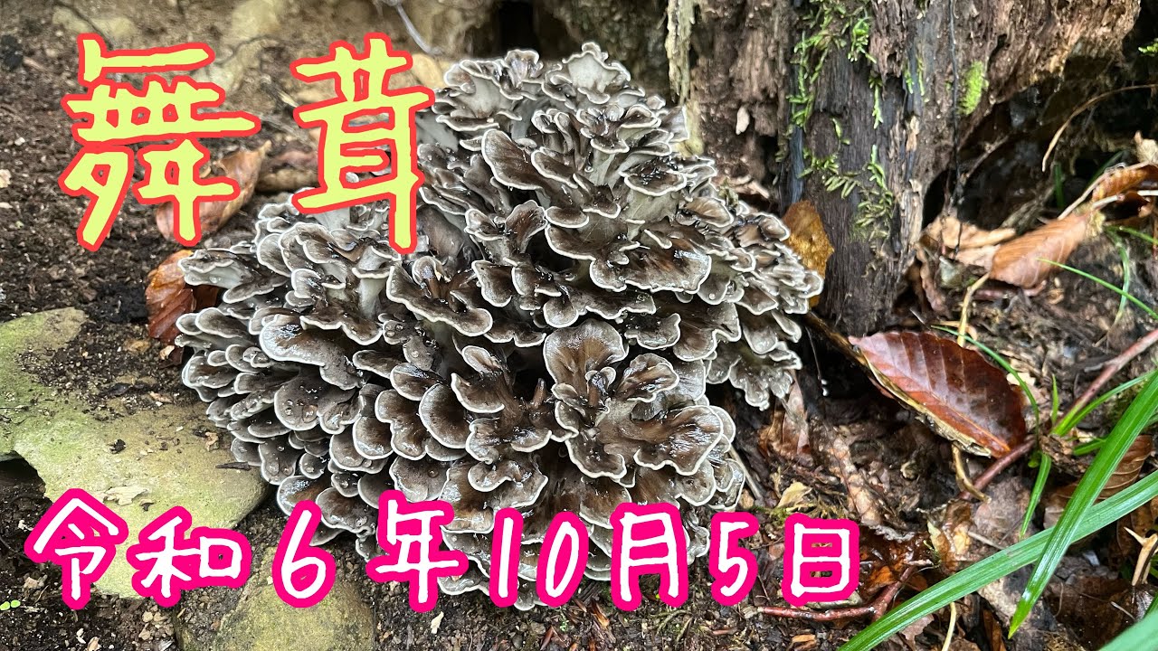 2024/10/5 舞茸採り　見置き採ったり採られたり