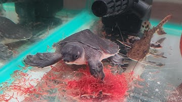 Ngắm rùa mũi lợn ăn trùng huyết đông lạnh cùng cá săn mồi tại Ú Ù PETSHOP CPC