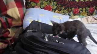 Котята Котята