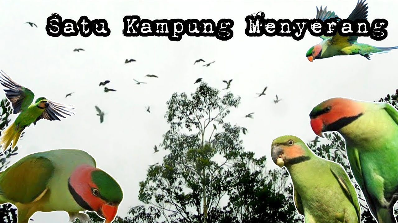 Serangan Gerombolan Burung Betet Jantan Ekornya Panjang