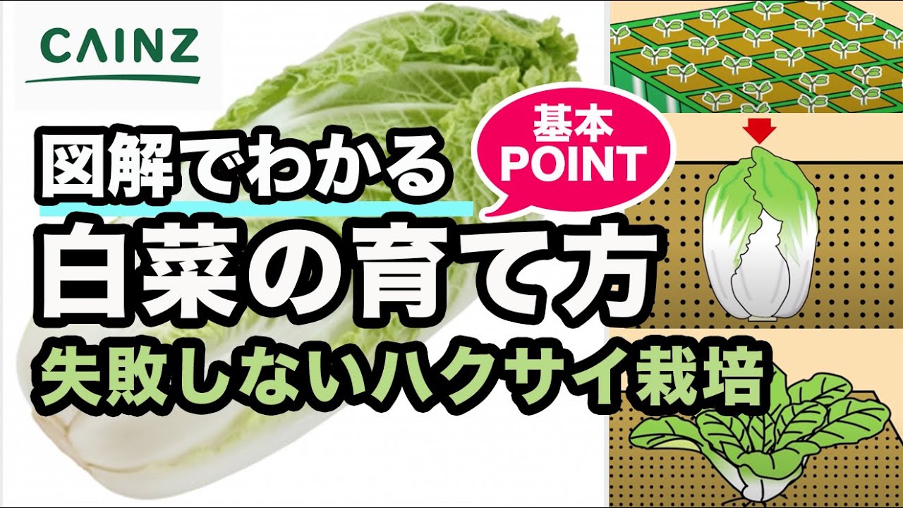 カインズ野菜図鑑 白菜の育て方 ハクサイ栽培 害虫対策 寒冷紗 Youtube