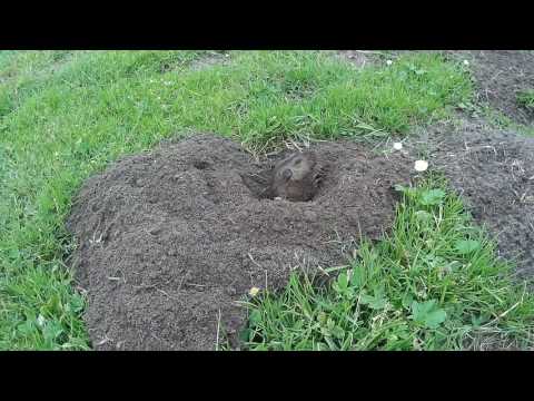 Why gopher digging out dirt?