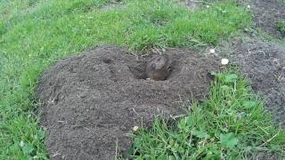 Why gopher digging out dirt