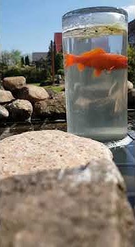 Aussichtsturm für Zierfische im Gartenteich YouTube