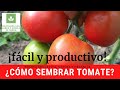 ¿CÓMO SEMBRAR TOMATE? DE FORMA FÁCIL Y PRODUCTIVA EN LA HUERTA CASERA Y ORGÁNICA