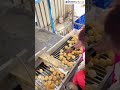 Panipuri Making Machine | Golgappa Machine | Panipuri Setup | Automatic Panipuri Machine #trending
