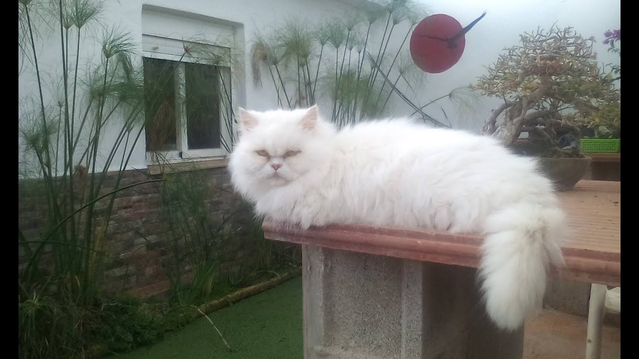 Nina - La estrella bonsai bosque de la armonia