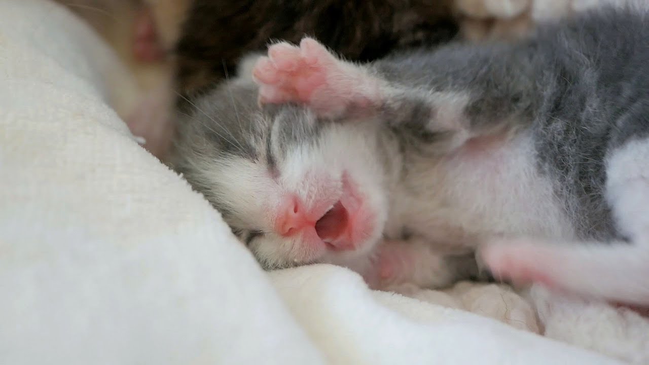 a newborn kitten