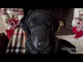 Pet portraite labrador Blackie