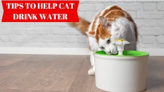 Do This And Your Cat Will Start Drinking TWICE MORE WATER