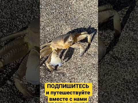 Ловля крабиков 🦀 на пляжах Джумейры, ОАЭ, отель Address Beach Resort #каналопутешествиях #оаэ