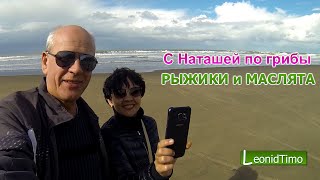 С Наташей за грибами. РЫЖИКИ и МАСЛЯТА. С Наташей за грибами. РЫЖИКИ и МАСЛЯТА.