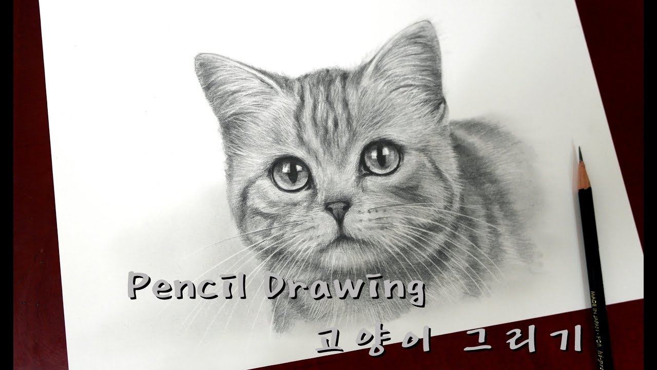 연필드로잉 - 동물(고양이) 그리기 1배속 [ Drawing Animal/How To Draw A Cat ] - Youtube