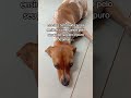 #cachorro #petsfofinhos #cachorrosdivertidos #pets