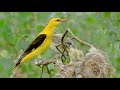 Wilga pirol eurasian goldenoriole  oriolus gniazdo wilgi call song co jedz wilgi