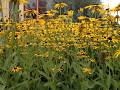 How do flowers get their smells?