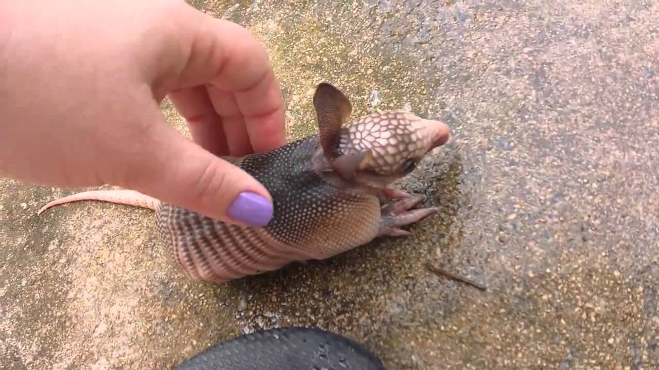 Orphaned Baby Armadillo Discovered In Backyard Youtube,Types Of Woodpeckers In Ohio