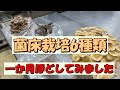 菌床栽培キット6種類一か月程　育ててみました。