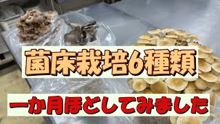 菌床栽培キット6種類一か月程　育ててみました。