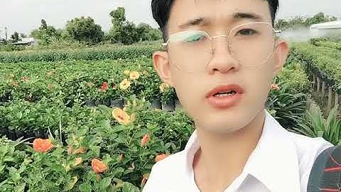 LÀNG HOA SA ĐÉC NHỮNG NGÀY CẬN TẾT CANH TÝ 2020