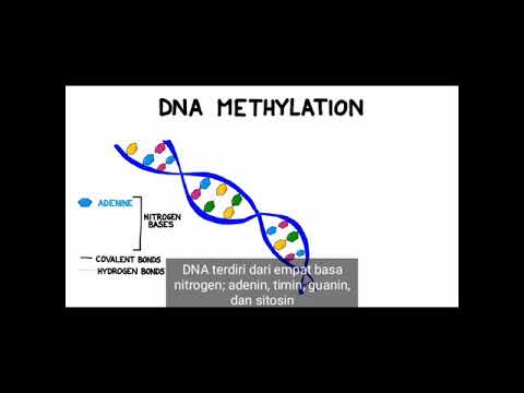Video: Metilasi DNA Dan De-metilasi Menggunakan Protokol Penargetan Tapak Hibrid
