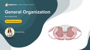Descending Tracts of Spinal Cord | General Organization