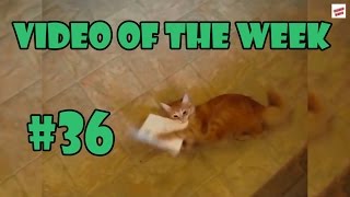 Video of the week 36 - Cat attacks singing card
