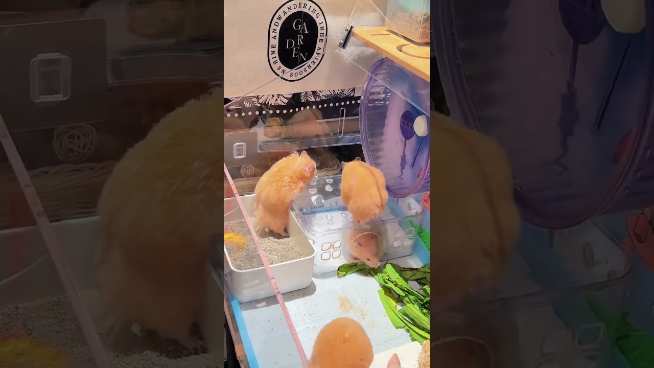 The Golden Thread bear is chubby#These cute creatures are so adorable they re going to