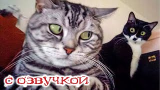Funny Animal Videos 2023   Funniest Dogs and Cats Videos #1