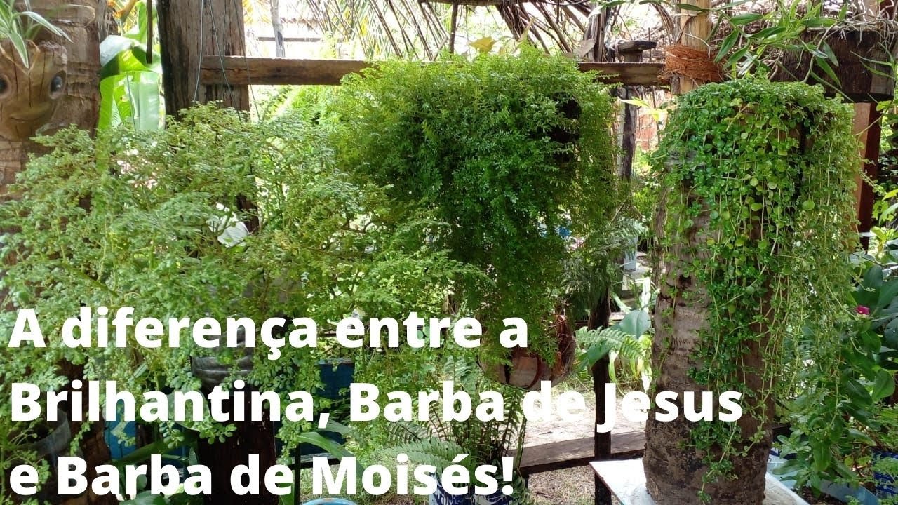 A planta Brilhantina! conhece?