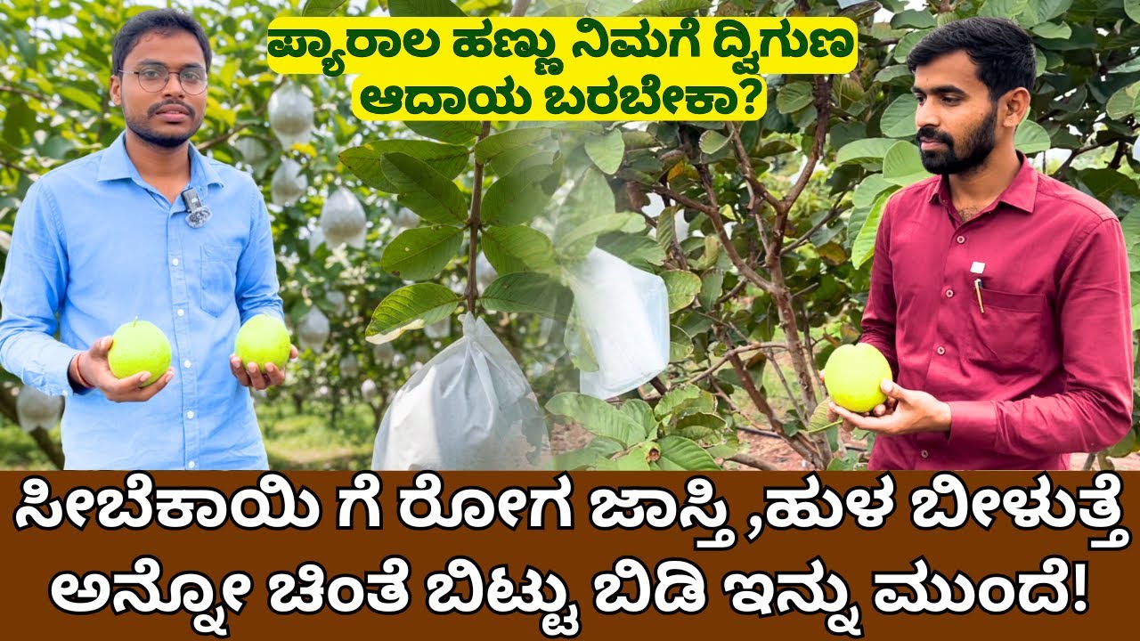 ಸೀಬೆಕಾಯಿ ಗೆ ರೋಗ ಜಾಸ್ತಿ, ಹುಳ ಬೀಳುತ್ತೆ ಅನ್ನೋ ಚಿಂತೆ ಬಿಟ್ಟು ಬಿಡಿ ಇನ್ನು ಮುಂದೆ!Japanese Red Guava farming