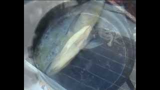 Oceanrower Ralph Tuijn catches huge dorado screenshot 4