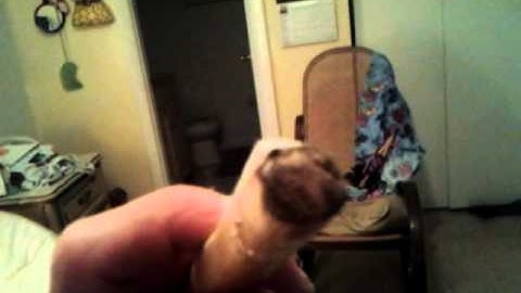 Finished leather handle bone tip overlays yew elb