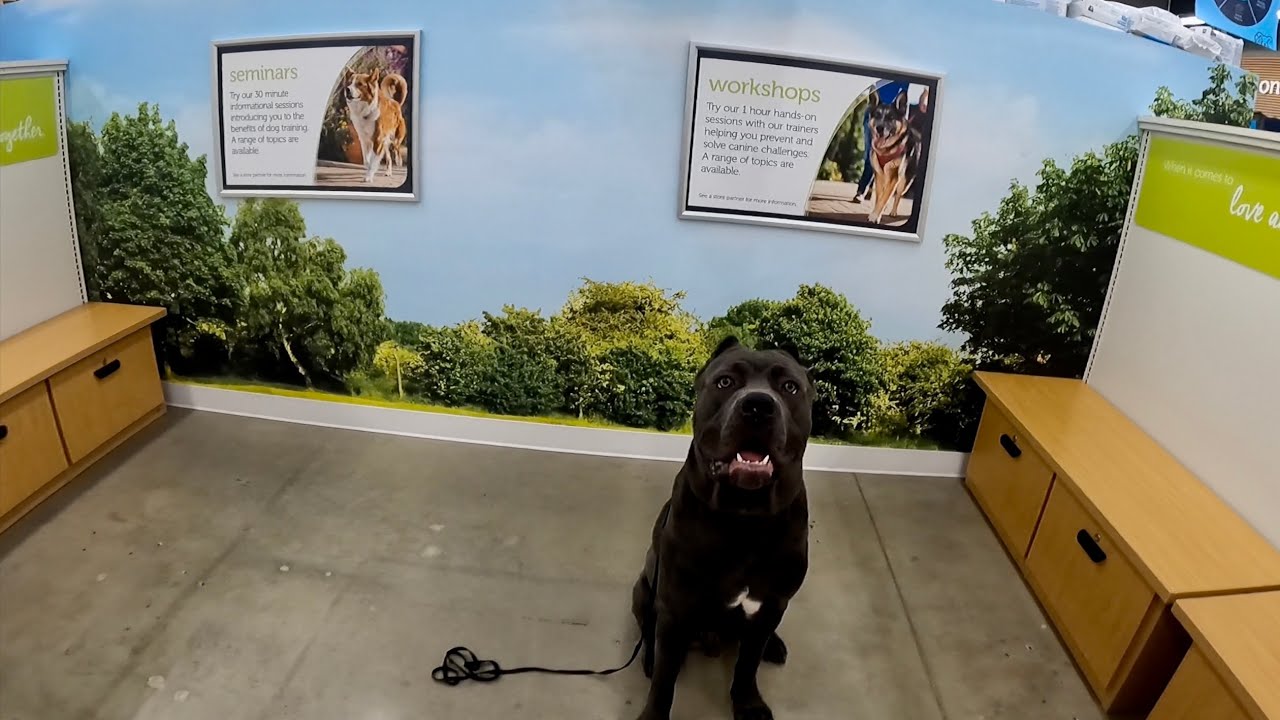 Off Leash Petco Puppy Training Cane Corso Kane YouTube