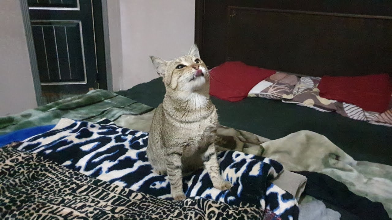 Cute Cat Eating Video YouTube