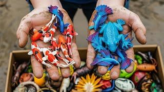 Catching Colorful insect , Peacock Spider, ellow Frog, Blue-Tailed , Velvet Worm ,KOI in Nature
